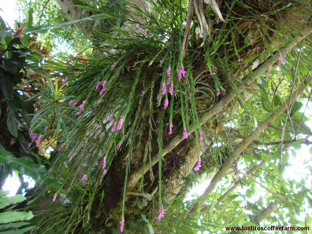 Isochilus linearis care and culture s blog