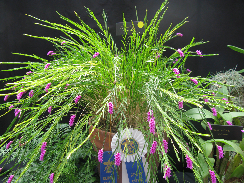 Isochilus linearis care and culture s blog