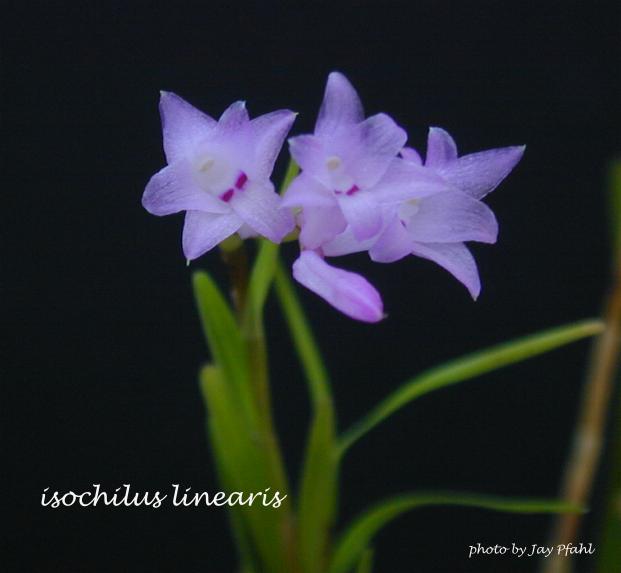 Iospe photos