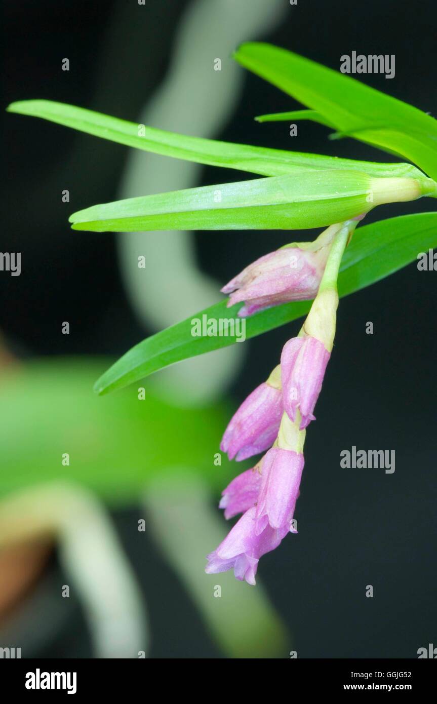 Linearis hi