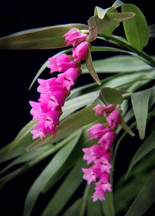 Isochilus