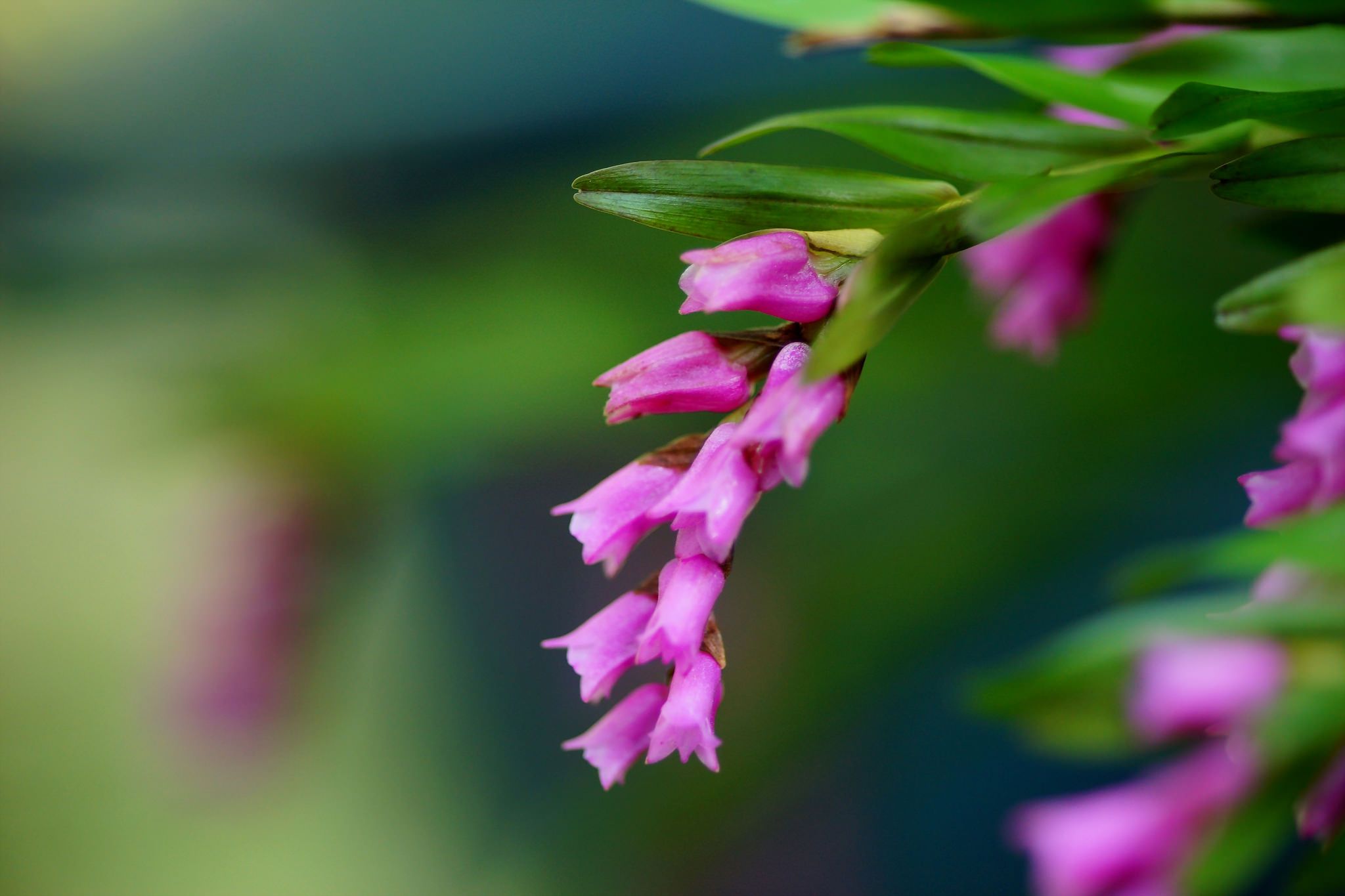 Ãããããããªãããªã isochilus linearis garden flowers plants