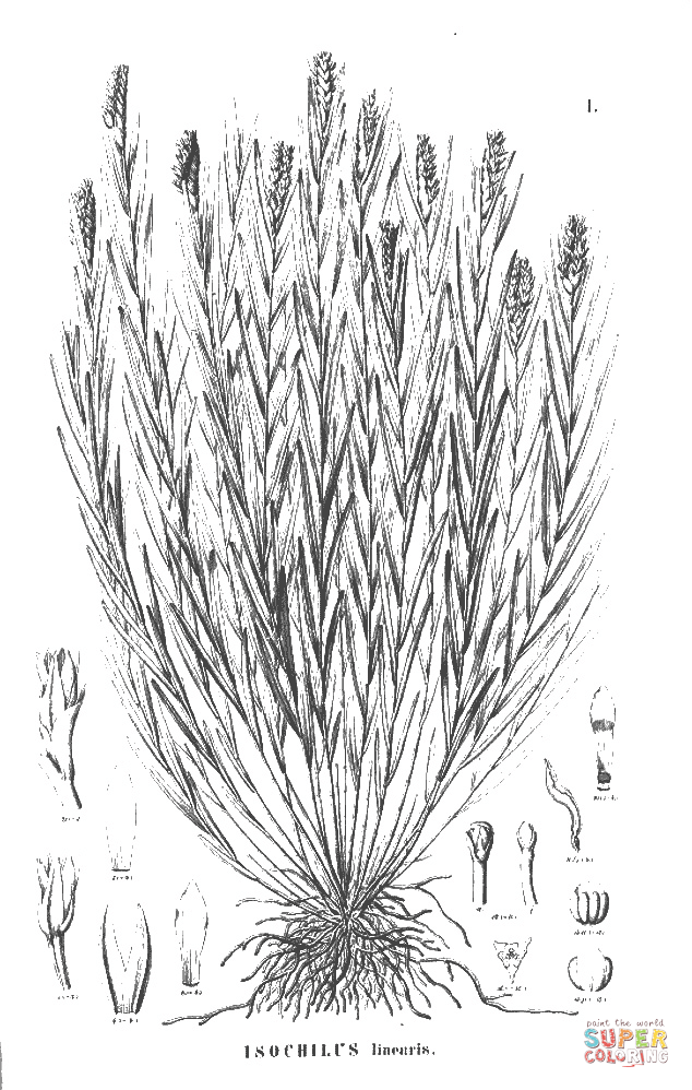 Isochilus linearis
