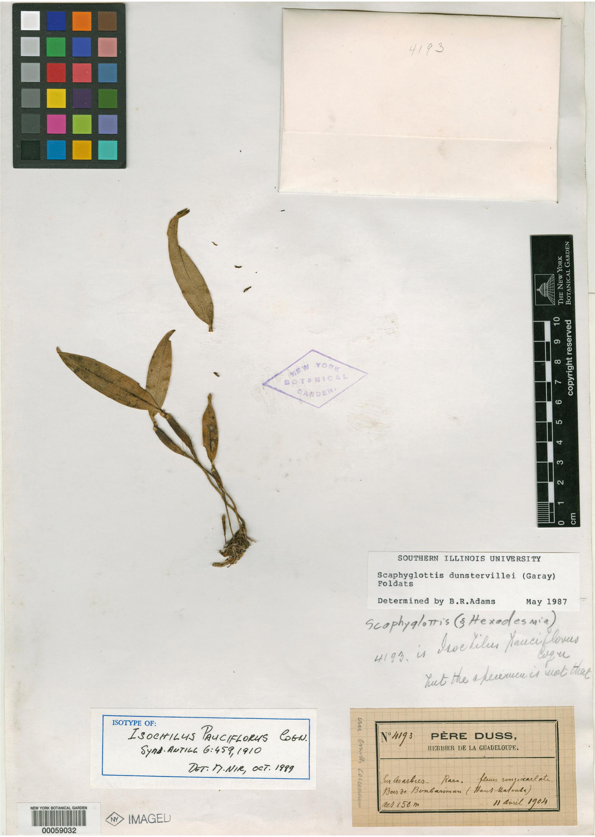 Revised typifications of isochilus pauciflorus cogn orchidaceae laeliinae and its synonyms