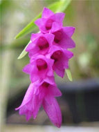 Isochilus linearis â orchids for the people
