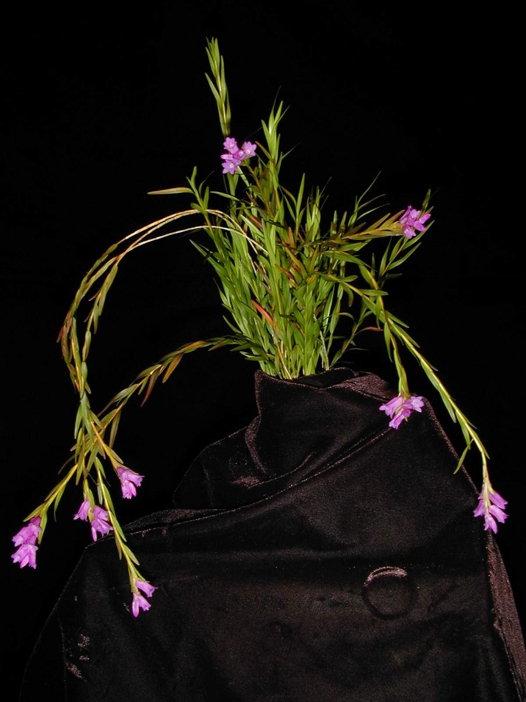 Andys orchids