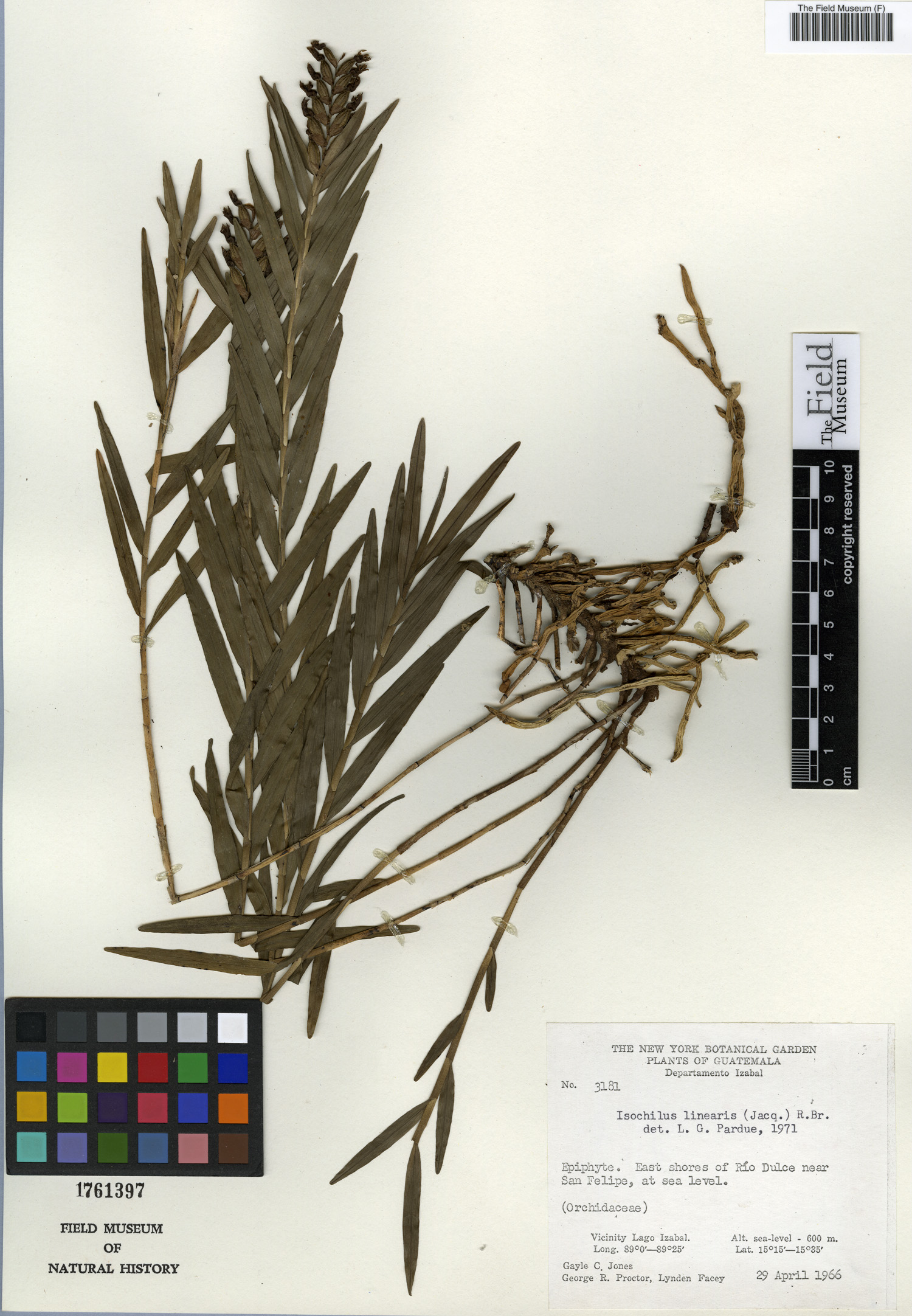 Media botanical collections