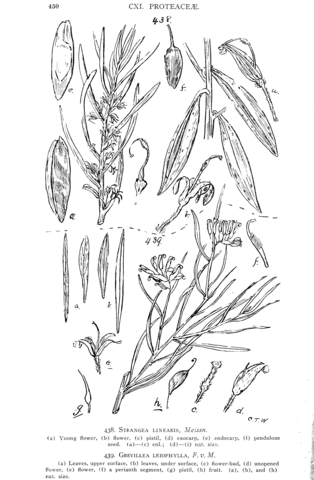 Strangea linearis and grevillea leiophylla coloring page free printable coloring pages