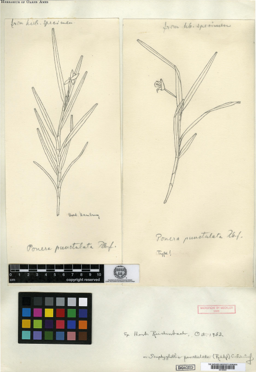 Revised typifications of isochilus pauciflorus cogn orchidaceae laeliinae and its synonyms