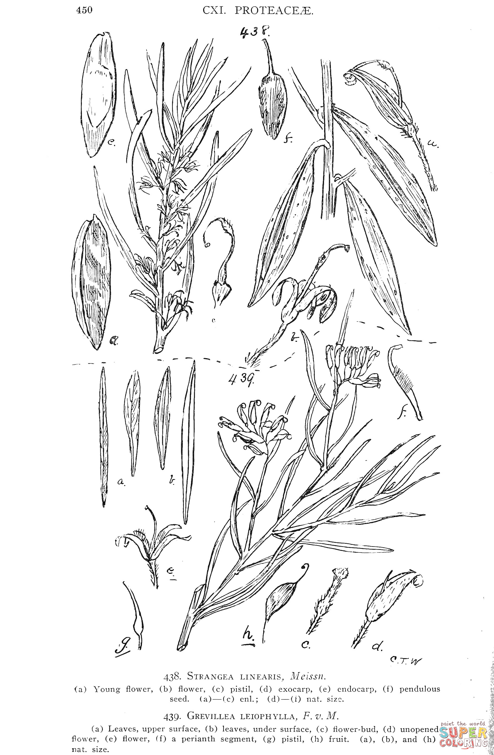Strangea linearis and grevillea leiophylla coloring page free printable coloring pages