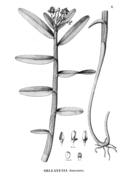 Isochilus linearis
