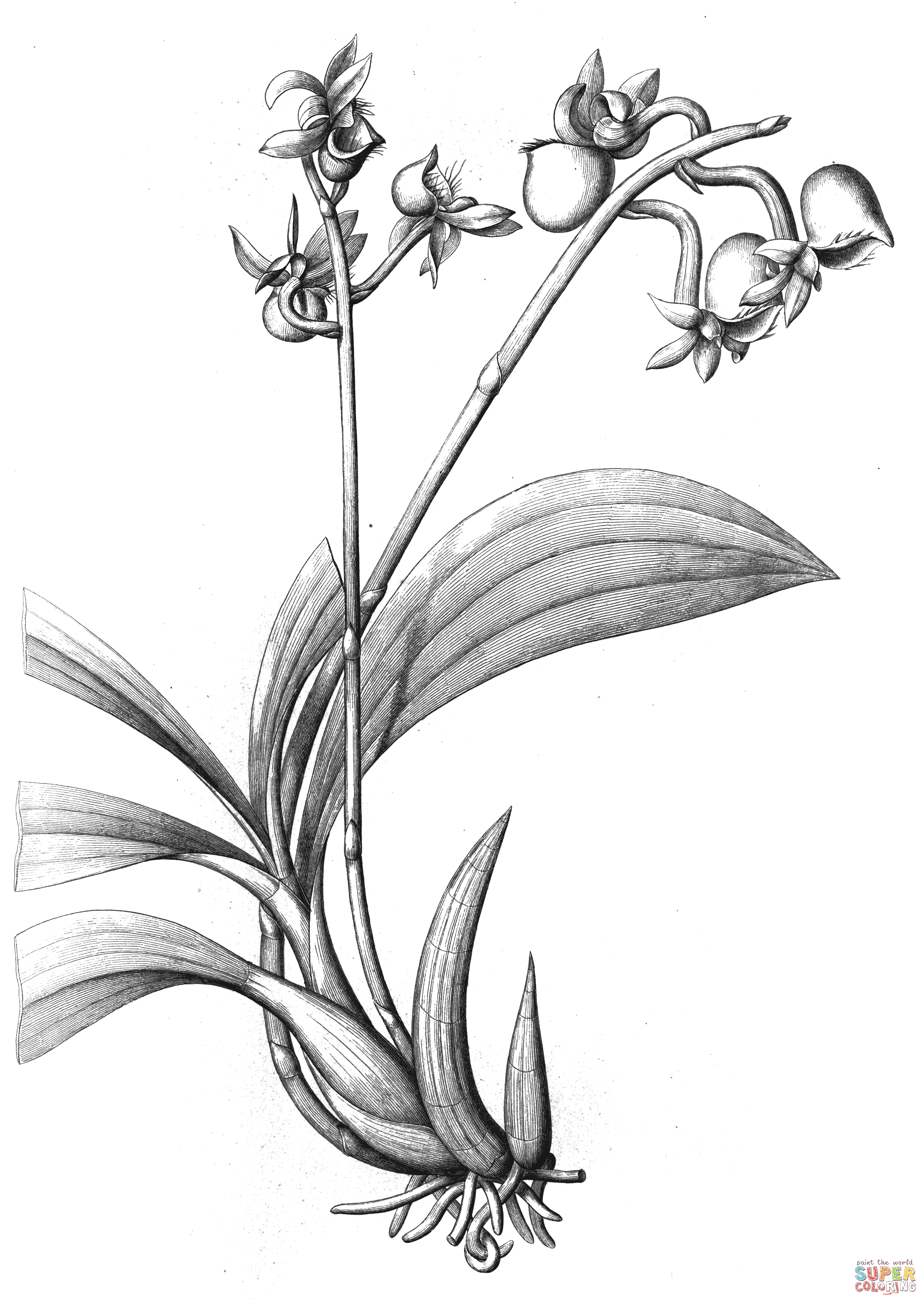 Catasetum discolor flora brasiliensis coloring page free printable coloring pages