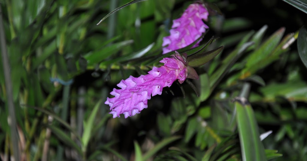 Isochilus linearis care and culture s blog
