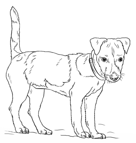 Jack russell terrier coloring page free printable coloring pages