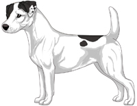 Jack russell terrier colors