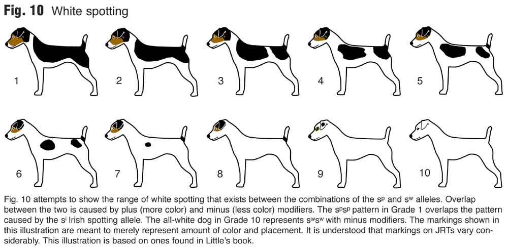 Terriermans daily dose why color is good on a jack russell terrier