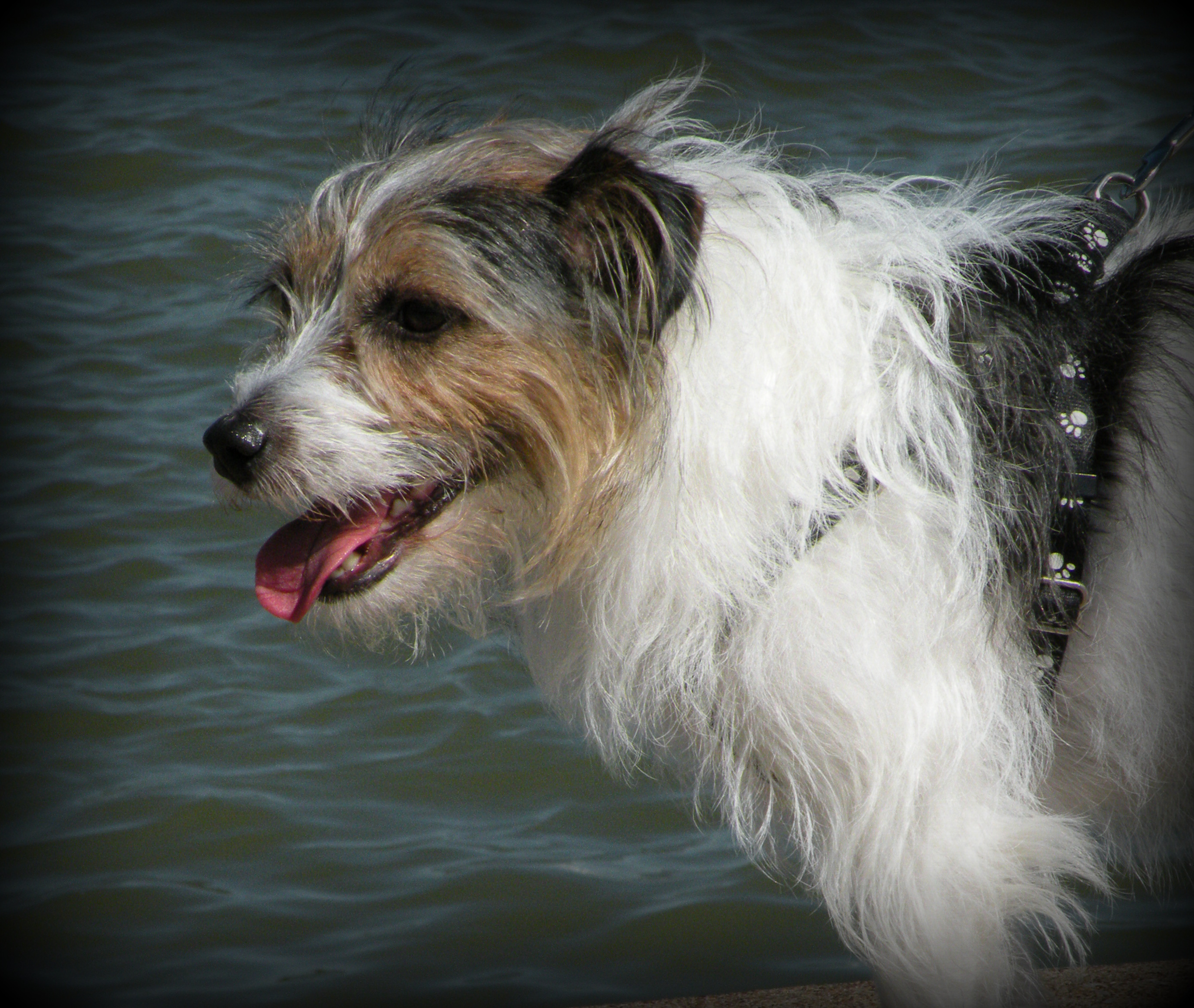 Filerough coated jack russell terrierjpg