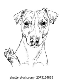 Jack russell terrier black photos and images