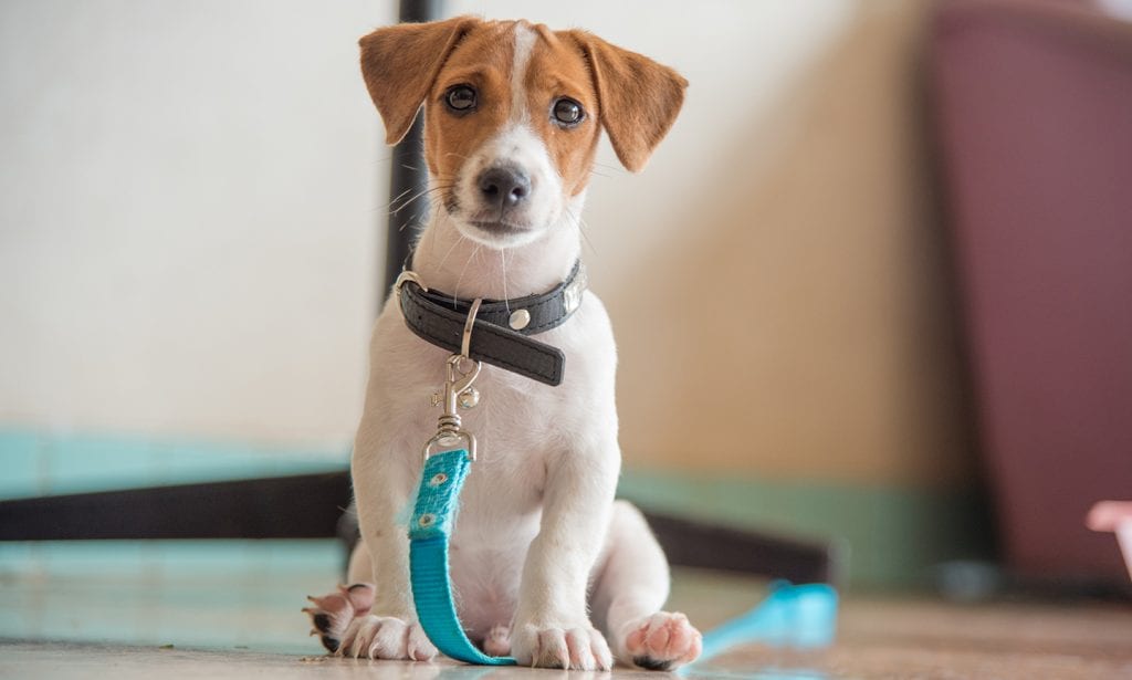 Jack russell terrier breed characteristics care photos