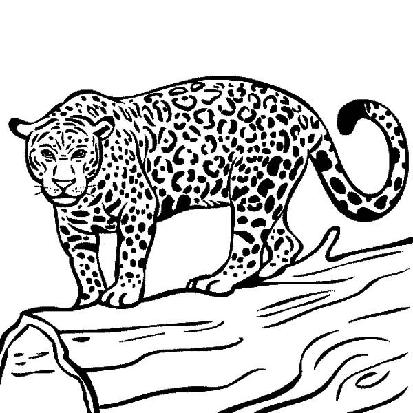 Jaguar jaguar ready to hunt coloring pages jaguar ready to hunt coloring pages zoo animal coloring pages coloring pictures of animals animal coloring pages