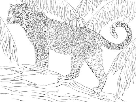 Jaguar coloring page free printable coloring pages