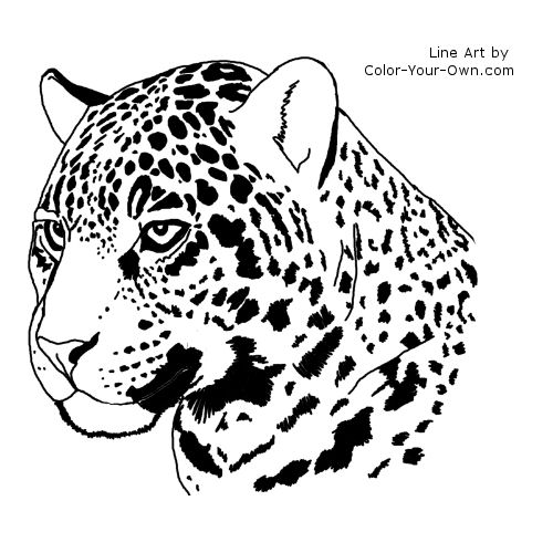 Jaguar headstudy coloring page by foovay on