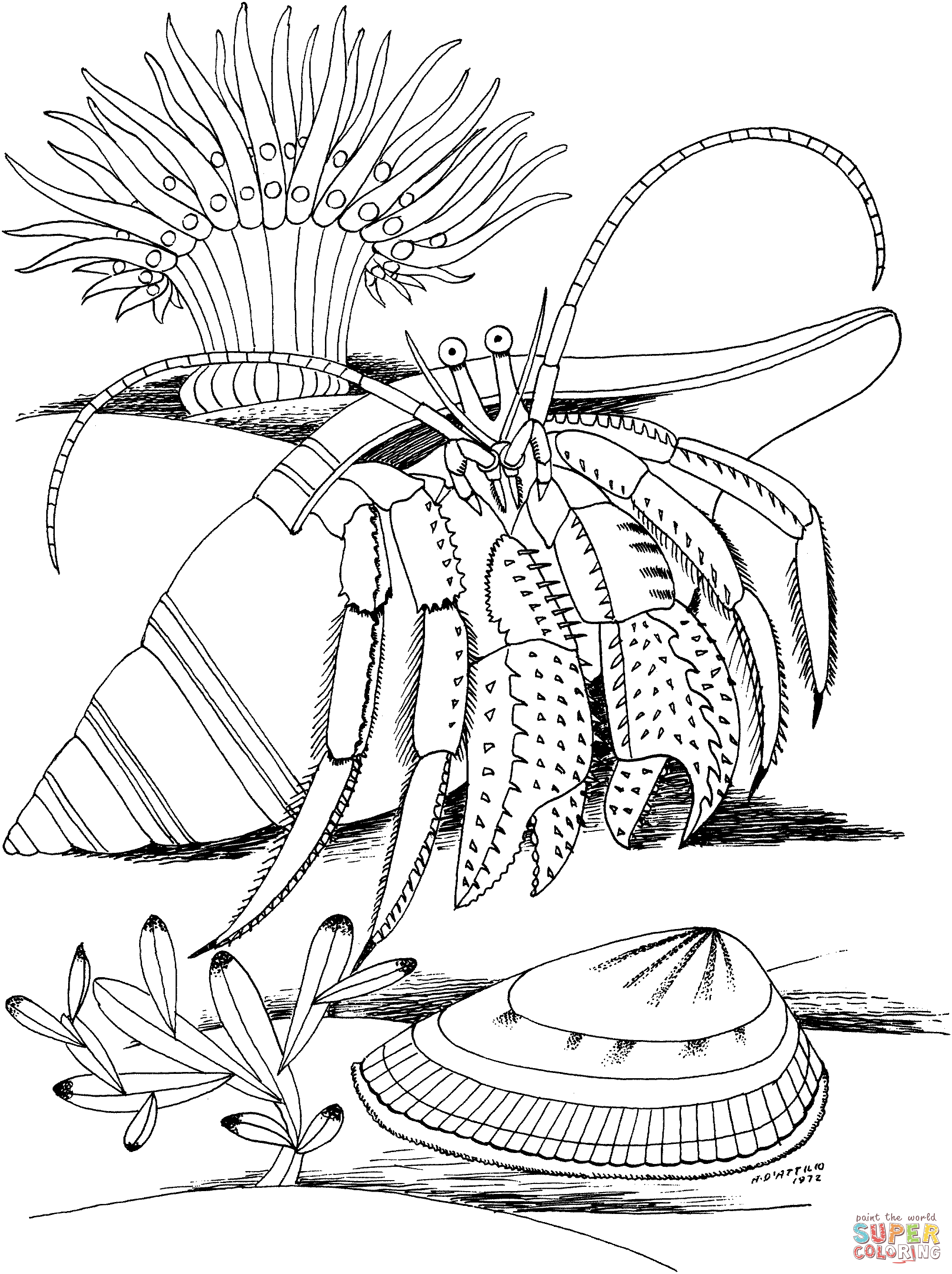 Dibujo de cangrejo ermitaão y concha para colorear dibujos para colorear imprimir gratis