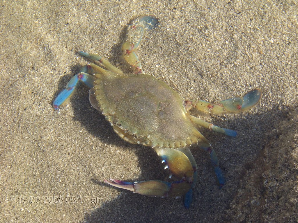 Ahi va la jaiba una especie de cangrejo de agua saladaâ