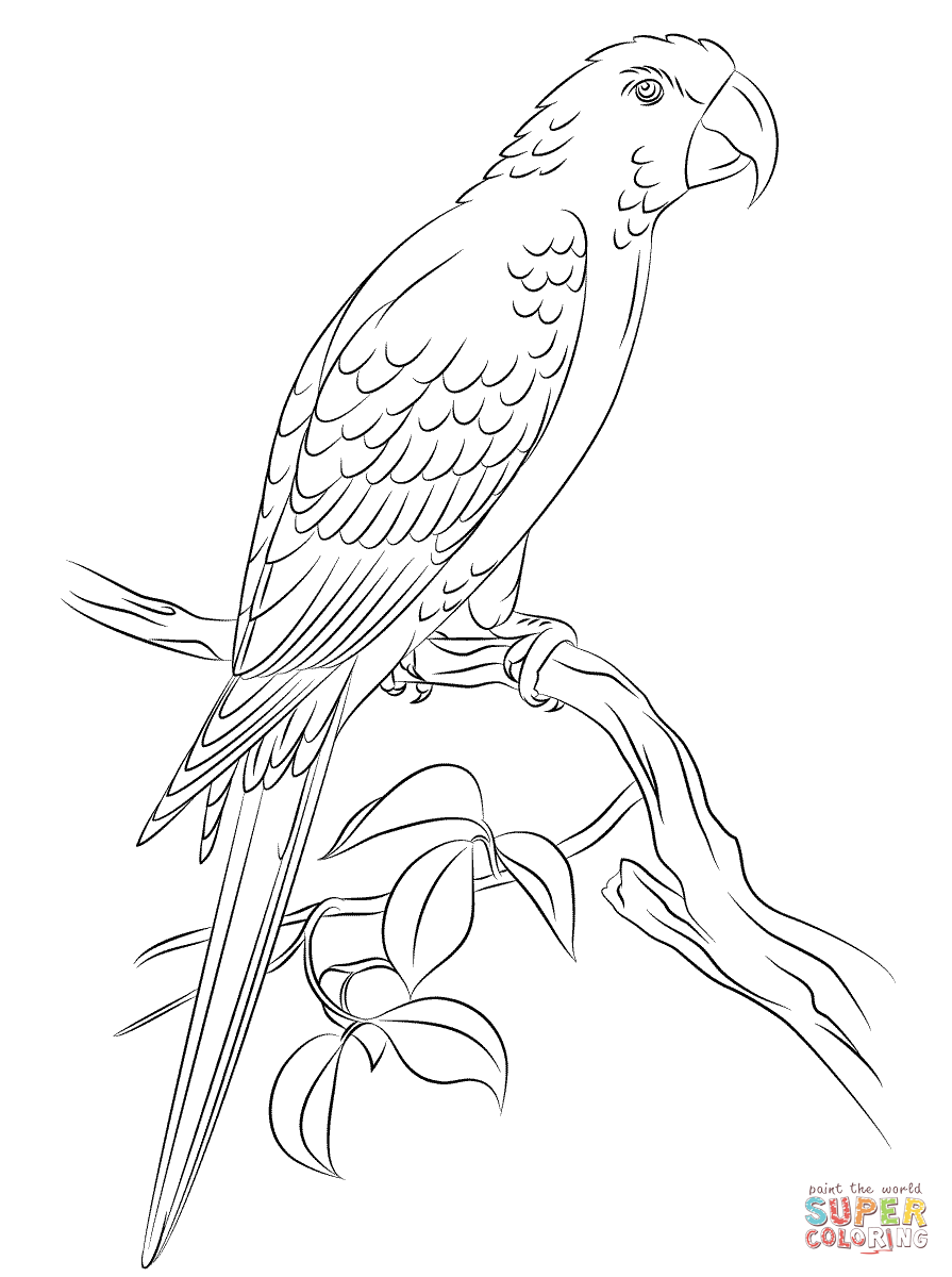 Jamaican red macaw oiseaux ã colorier dessin perroquet coloriage
