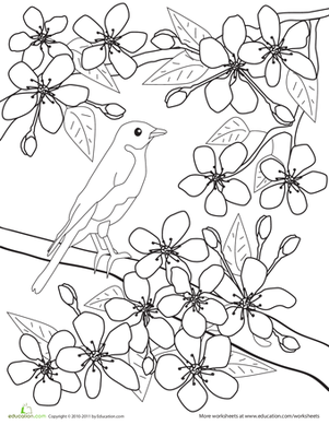 Color the flowers cherry blossoms worksheet education spring coloring sheets flower coloring pages spring coloring pages