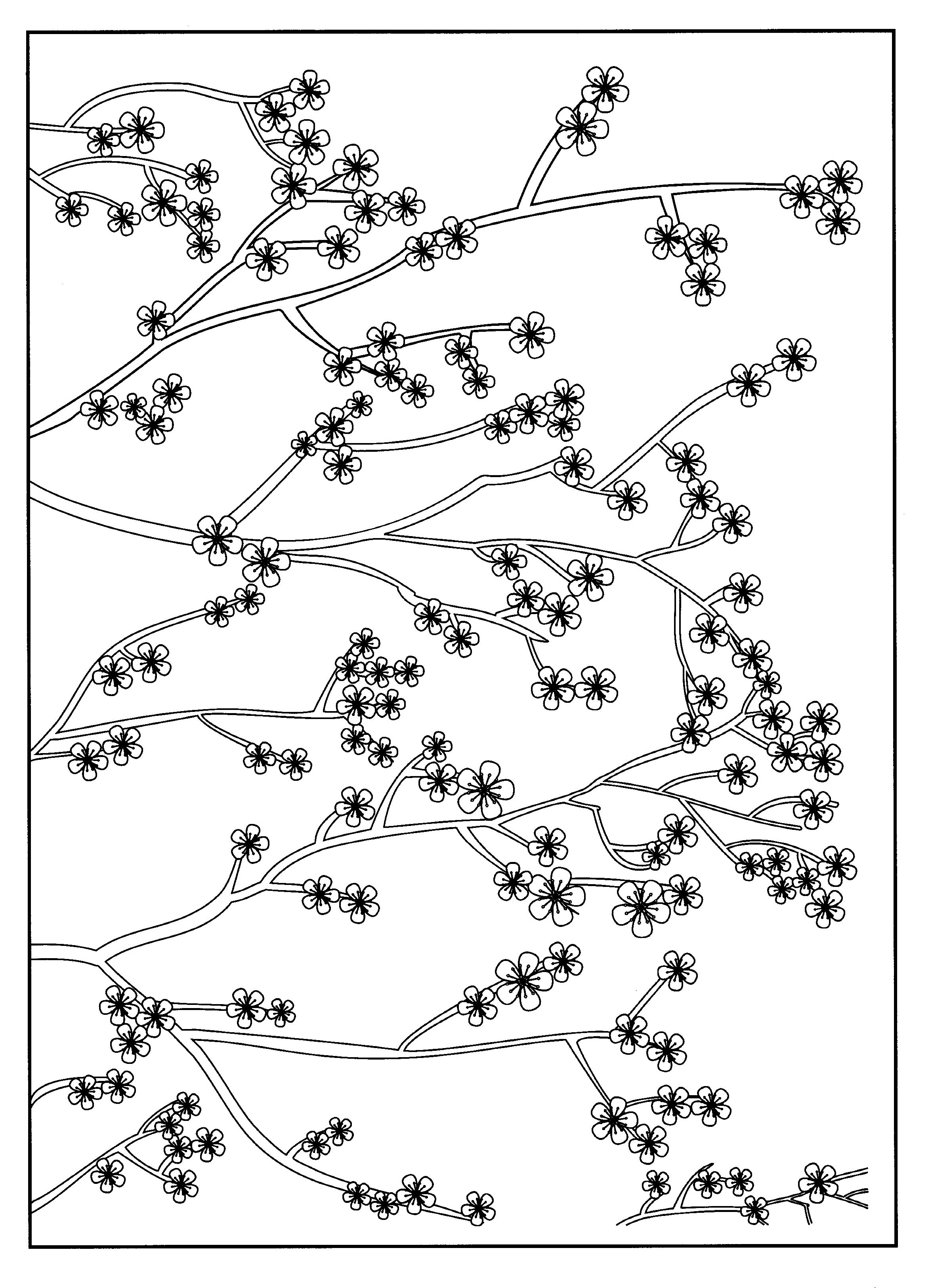 Cherry blossom