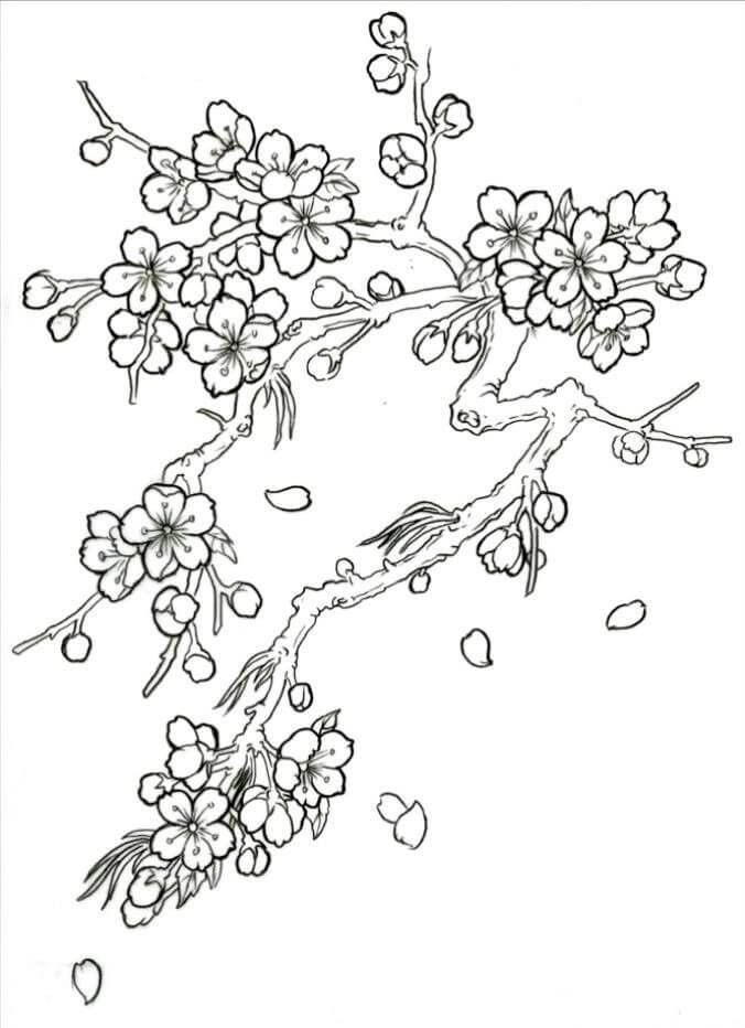 Simple cherry blossom coloring page