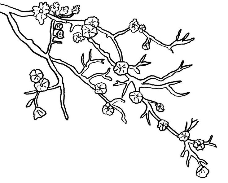 Cherry blossom coloring pages coloringpageskid coloring pages japanese cherry blossom cherry blossom images