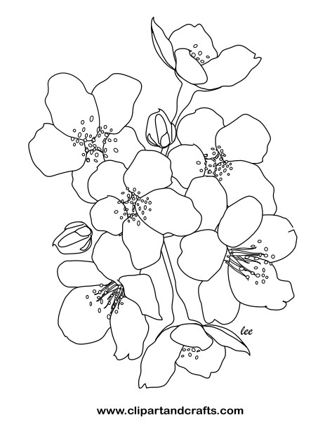 Garden and flower coloring pages for adults