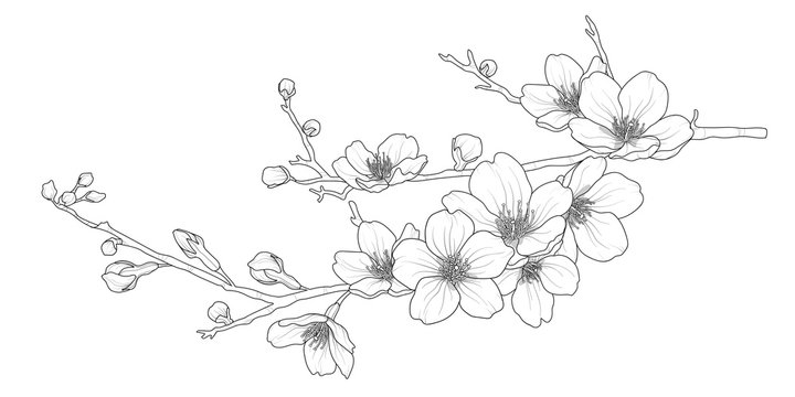 Cherry blossom outline pattern images â browse photos vectors and video