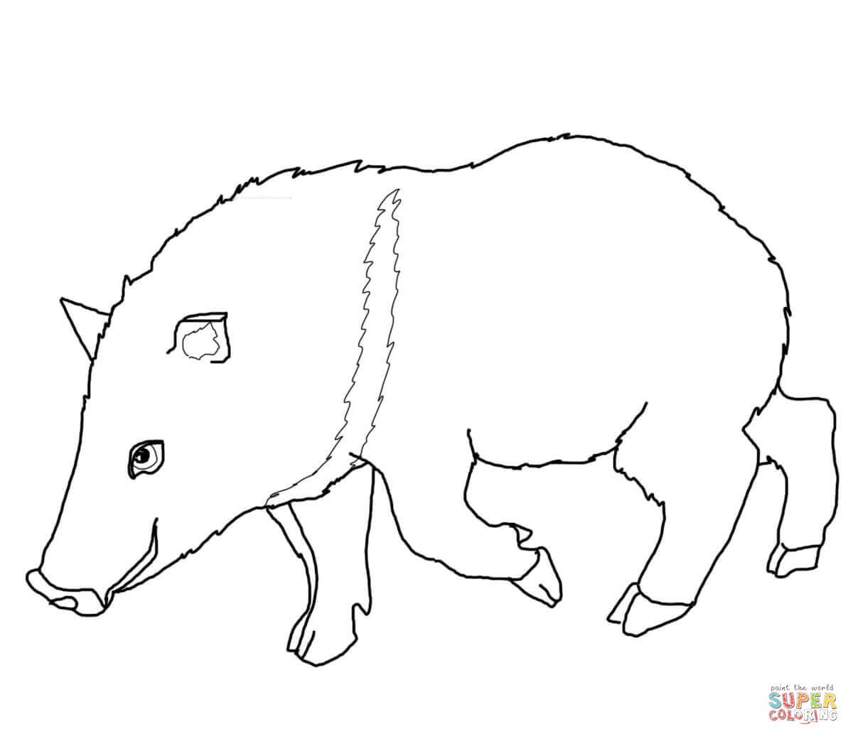 Collared peccary coloring page from peccary category select from printable crafts of cartoons natâ coloring pages collared peccary animal coloring pages