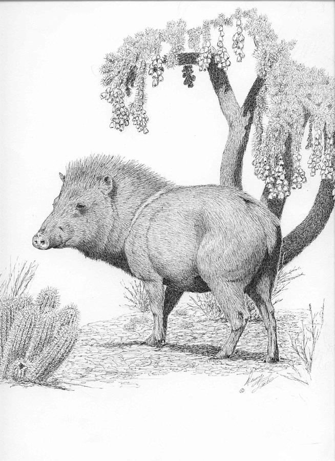 Javelina drawing by darcy tate