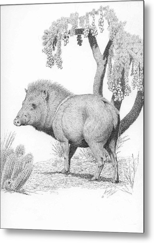 Javelina metal print by darcy tate