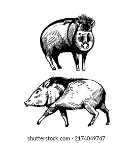Javelina photos and images