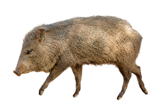 Javelina images â browse photos vectors and video