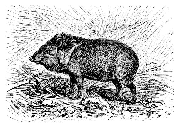 Drawing of javelina stock illustrations royalty