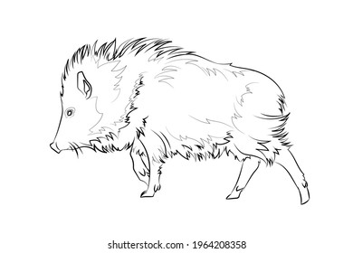 Javelina photos and images
