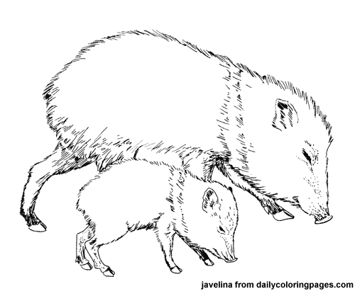Explore endless fun with animal coloring pages