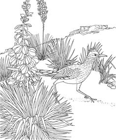 Az ideas javelina desert animals animals of the world