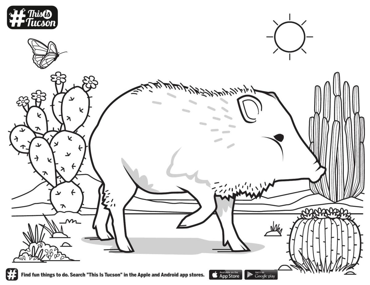 Javelina cactus coloring page this is tucson tucson