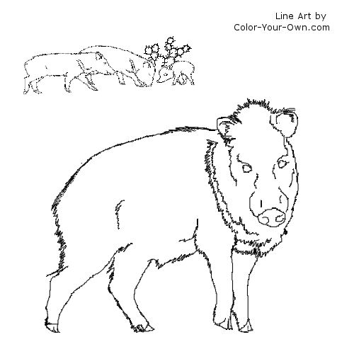 Wildlife