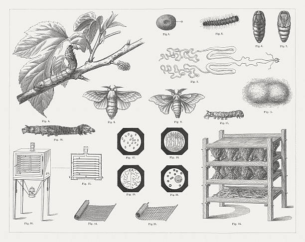 Zbiorãw ilustracji beztantiemowych grafik wektorowych i klipartãw z kategorii jedwabnik morwowy