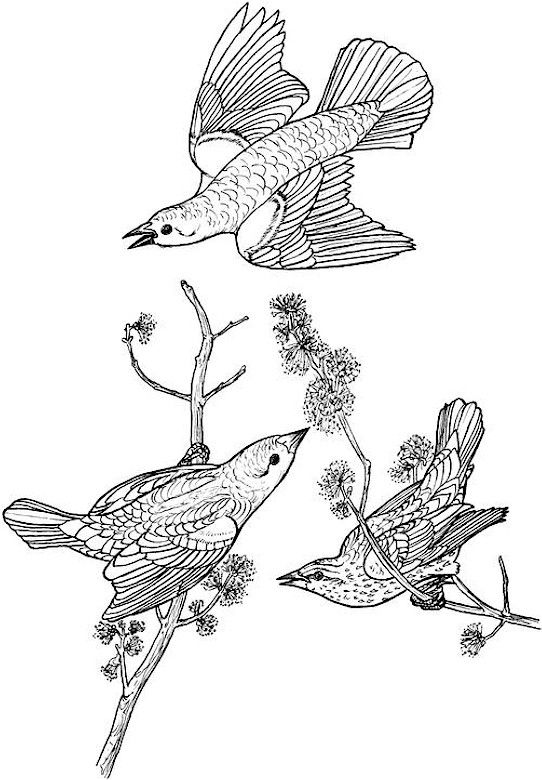 Bird coloring page bird coloring pages free printable coloring pages coloring pages