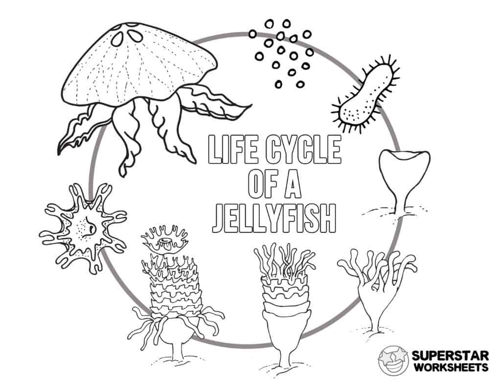 Jellyfish worksheets