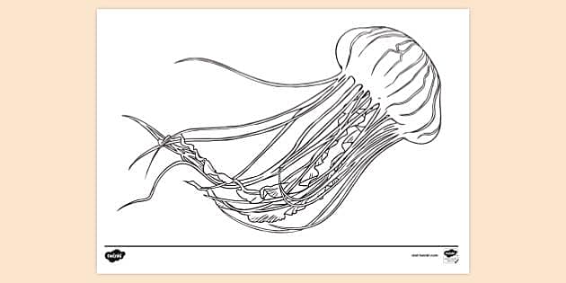 Cute jellyfish louring sheet jellyfish template
